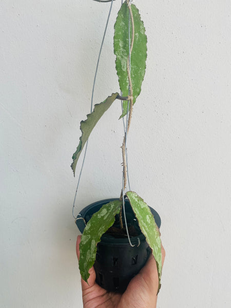 Hoya caudata (s)