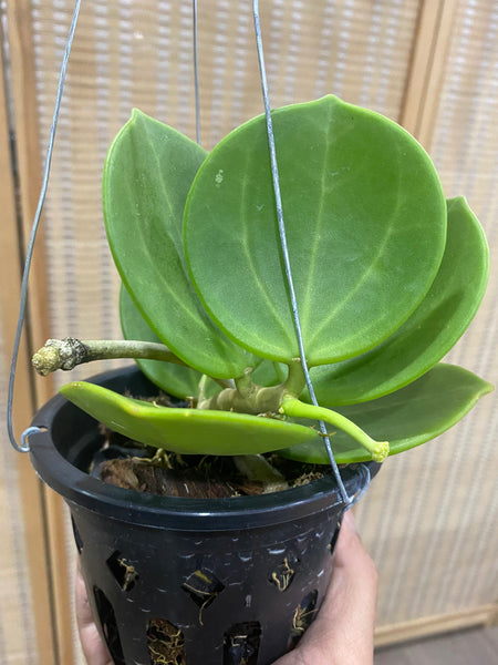 Hoya pachyclada candy (s)