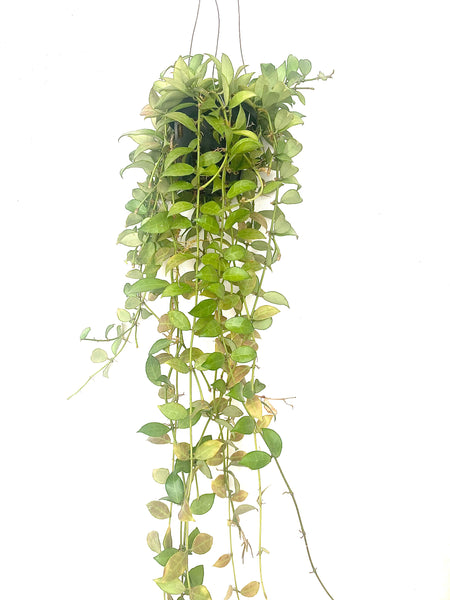 Hoya rebecca