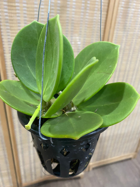 Hoya pachyclada candy (s)