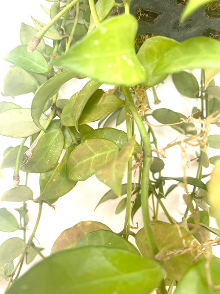 Hoya rebecca