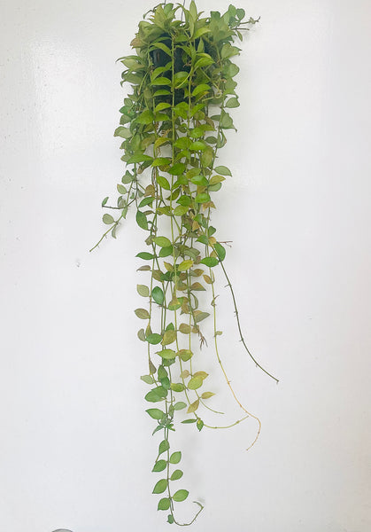 Hoya rebecca