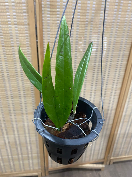 Hoya sulawesiana (s)