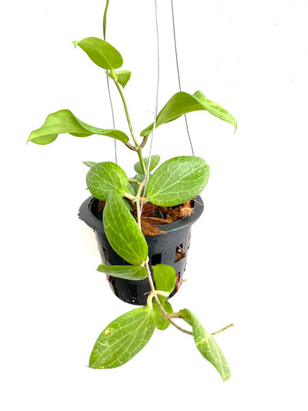 Hoya fitchii