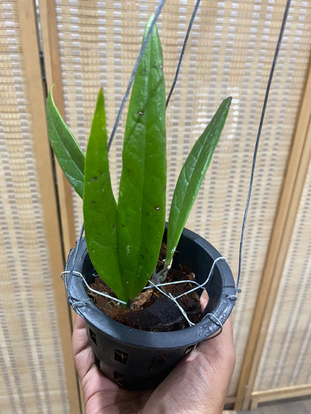 Hoya sulawesiana (s)