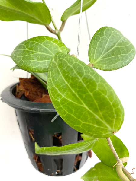 Hoya fitchii