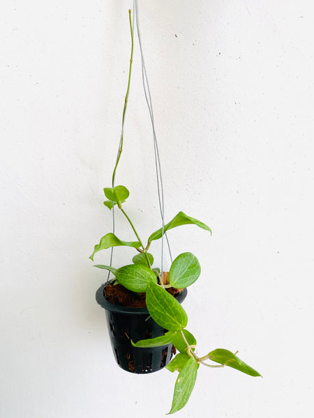 Hoya fitchii