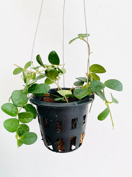 Hoya mathilde