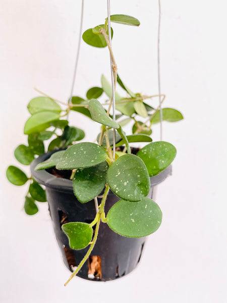 Hoya mathilde