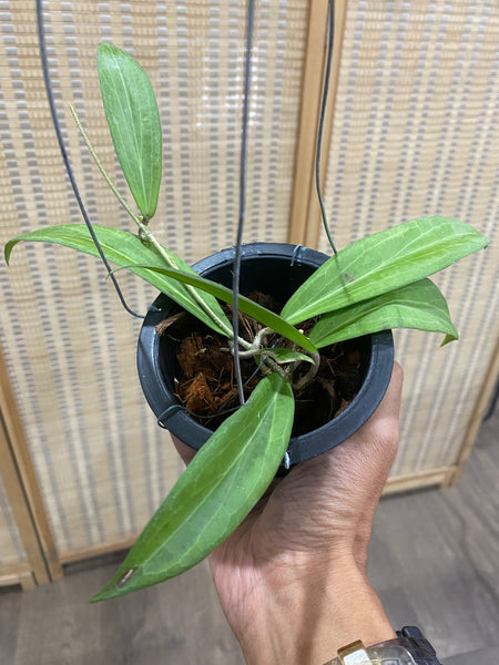 Hoya sp philippines (s)