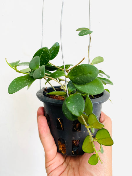 Hoya mathilde