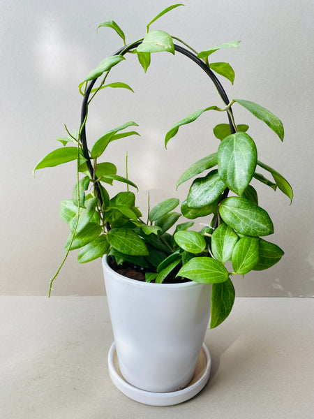Hoya fitchii - potted