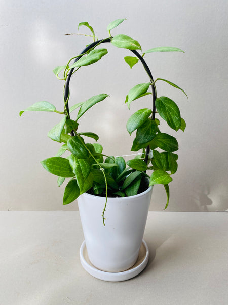 Hoya fitchii - potted