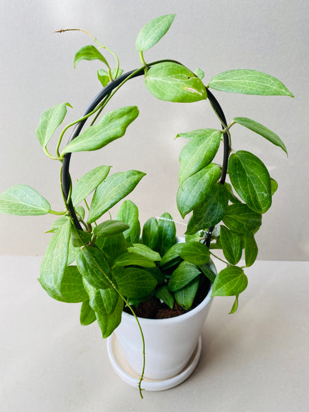Hoya fitchii - potted