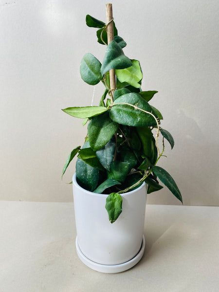 Hoya caudata Sumatra - potted
