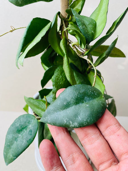 Hoya caudata Sumatra - potted