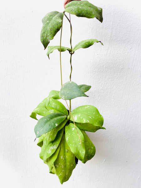 Hoya mitrata on fern bark