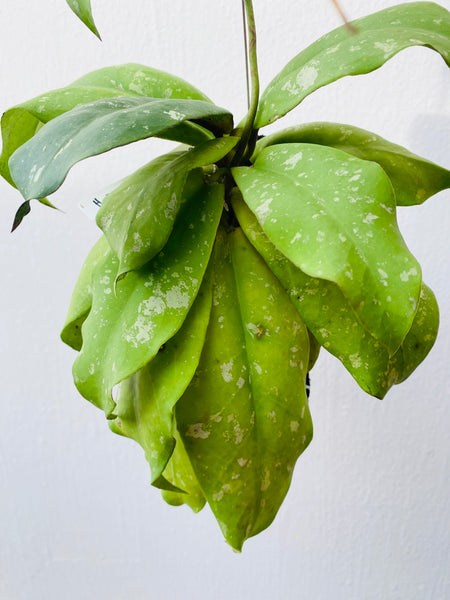Hoya mitrata on fern bark