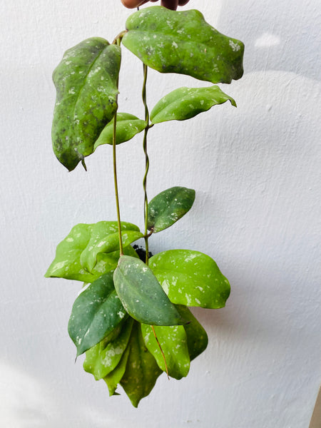 Hoya mitrata on fern bark