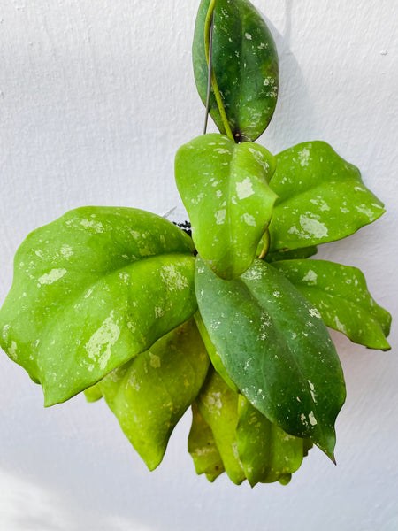 Hoya mitrata on fern bark