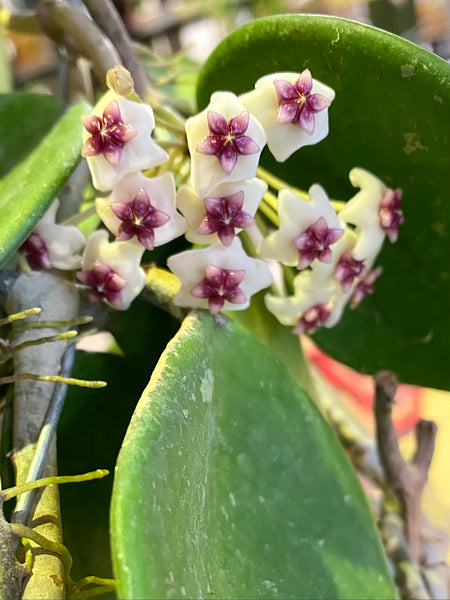 Hoya obovata