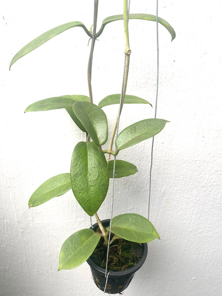 Hoya calycina