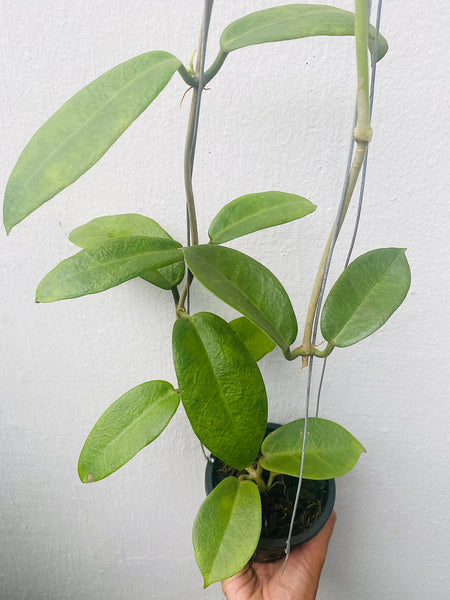 Hoya calycina