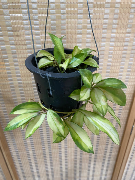 Hoya obscura variegata (s)