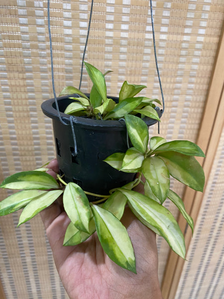 Hoya obscura variegata (s)