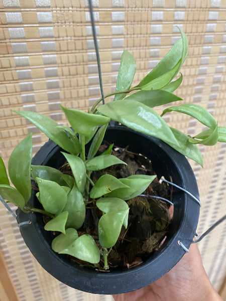 Hoya lacunosa silver (s)