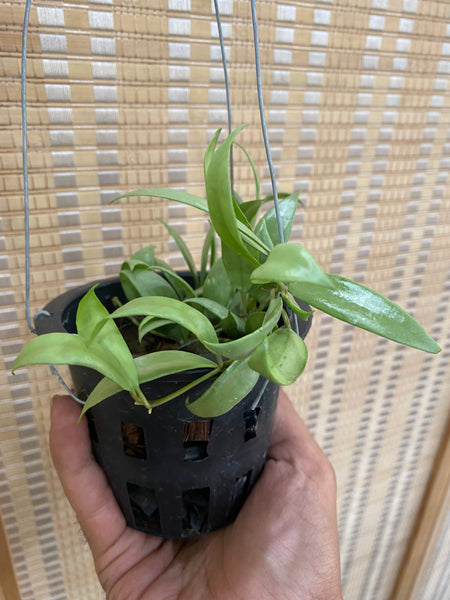Hoya lacunosa silver (s)
