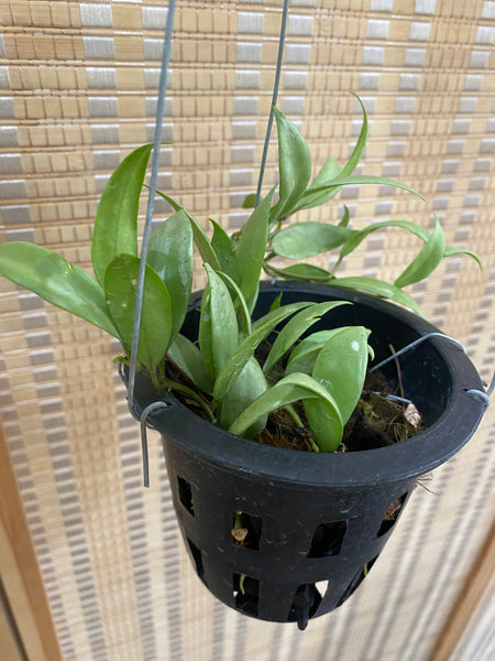 Hoya lacunosa silver (s)