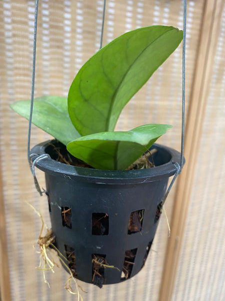 Hoya viola (s)