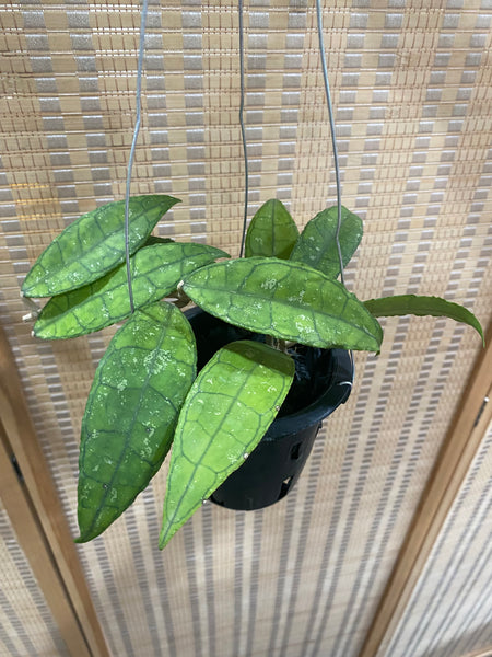 Hoya clemensiorum (s)