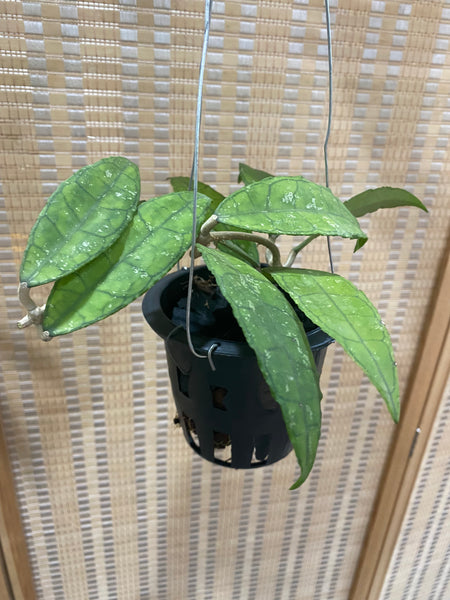 Hoya clemensiorum (s)