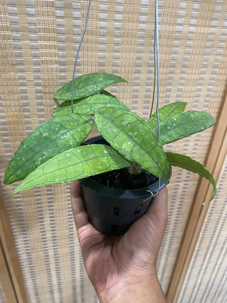 Hoya clemensiorum (s)