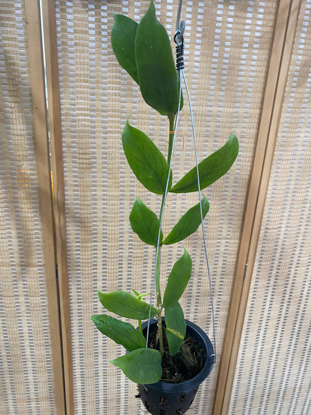 Hoya lobii orange (s)