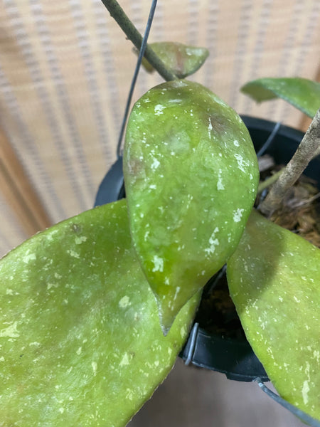 Hoya rundumensis (s)
