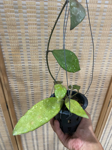 Hoya rundumensis (s)