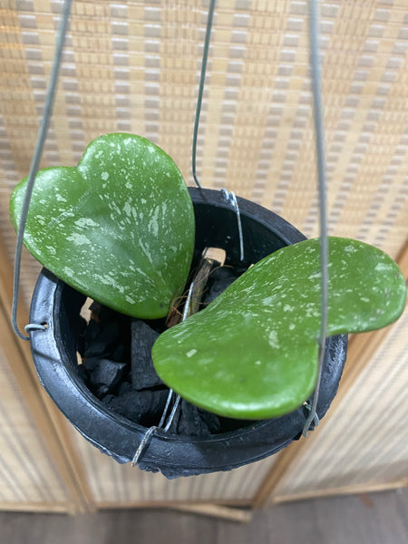 Hoya kerrii splash