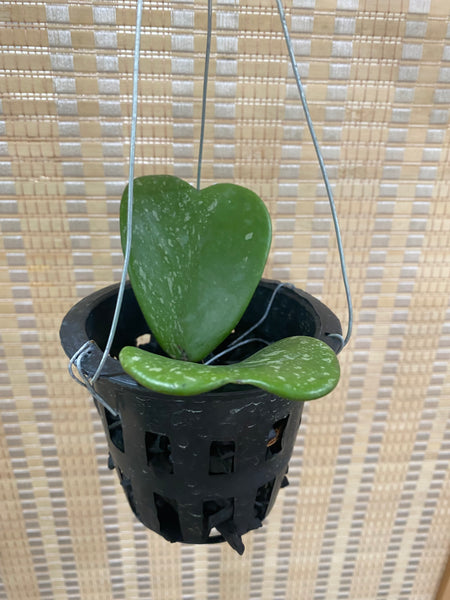 Hoya kerrii splash