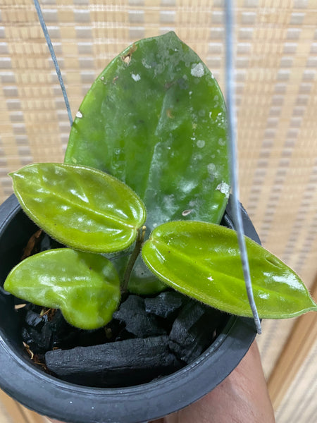 Hoya vangviengiensis (s)
