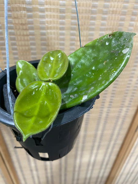 Hoya vangviengiensis (s)
