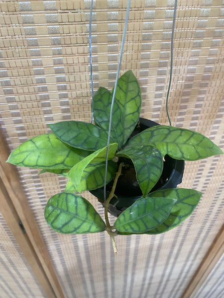 Hoya callistophylla (s)