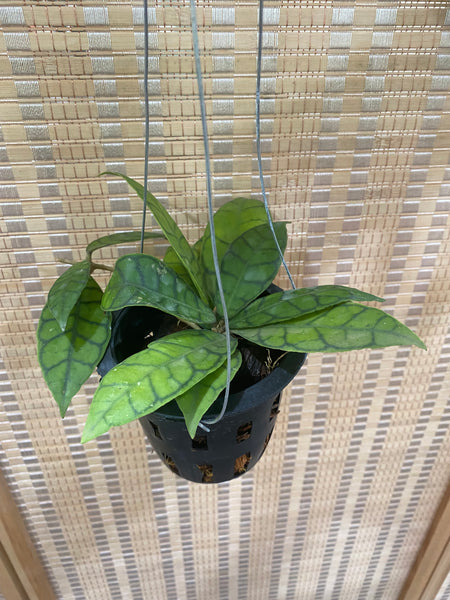 Hoya callistophylla (s)