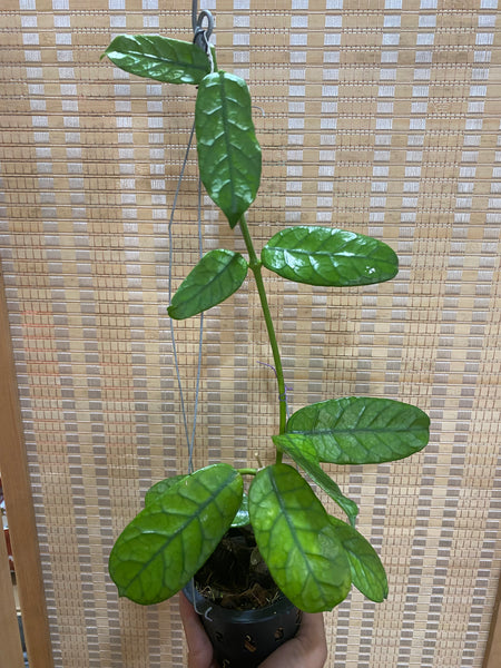 Hoya villosa (s)