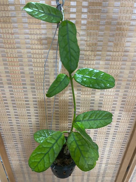Hoya villosa (s)