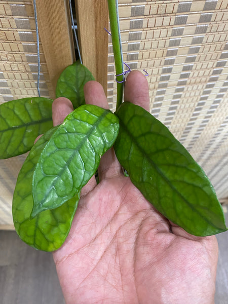 Hoya villosa (s)