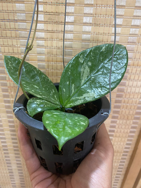 Hoya arnottiana splash (s)