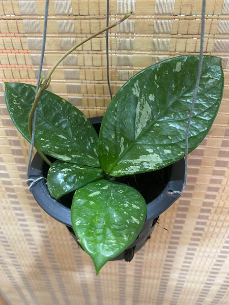 Hoya arnottiana splash (s)